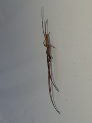 Larinia directa