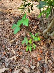 Toxicodendron pubescens