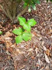 Toxicodendron pubescens