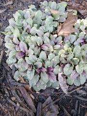 Ajuga reptans