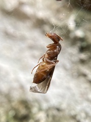 Lasius aphidicola