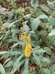 Solidago curtisii