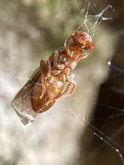 Lasius aphidicola