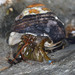 Blueband Hermit Crab - Photo (c) Don Loarie, some rights reserved (CC BY)