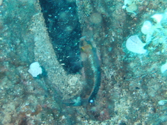 Symphodus mediterraneus