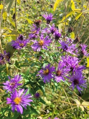 Symphyotrichum novae-angliae