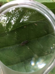 Cicadellinae