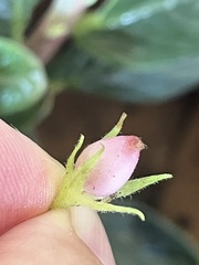 Columnea orientandina