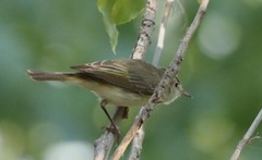 Phylloscopus bonelli