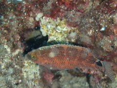 Symphodus mediterraneus