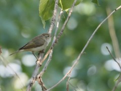 Phylloscopus bonelli