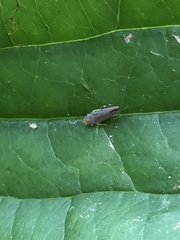 Cicadellinae