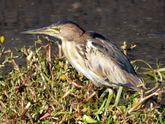 Ixobrychus minutus payesii