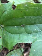 Cicadellinae