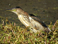 Ixobrychus minutus payesii