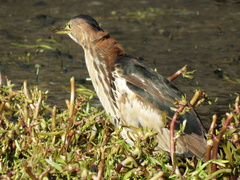 Ixobrychus minutus payesii
