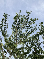 Lagerstroemia subcostata