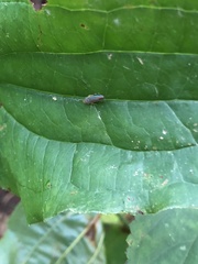 Cicadellinae