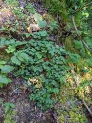 Oxalis