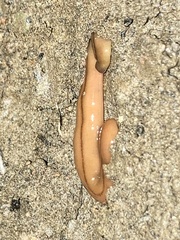 Bipalium adventitium