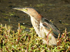 Ixobrychus minutus payesii