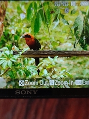 Baryphthengus martii