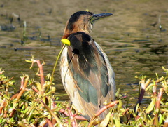 Ixobrychus minutus payesii