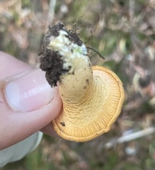 Cantharellus formosus