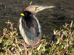 Ixobrychus minutus payesii
