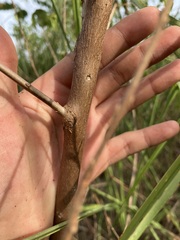 Lagerstroemia subcostata