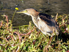 Ixobrychus minutus payesii