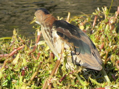 Ixobrychus minutus payesii