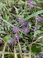 Symphyotrichum sericeum