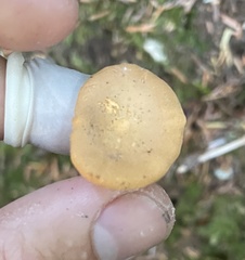 Cantharellus formosus