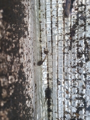 Leptodactylus albilabris