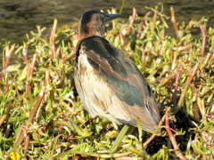 Ixobrychus minutus payesii