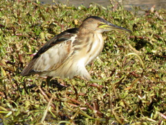 Ixobrychus minutus payesii