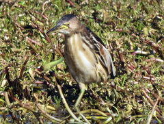 Ixobrychus minutus payesii