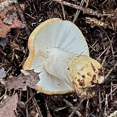 Russula ochroleuca