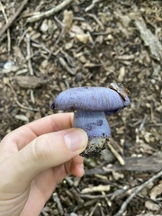 Phlegmacium velicopium