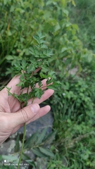 Anthriscus sylvestris