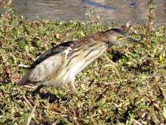 Ixobrychus minutus payesii