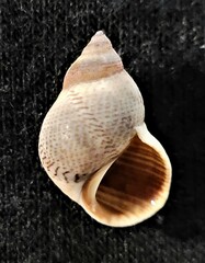 Littoraria pintado