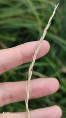 Arrhenatherum elatius