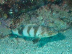 Serranus hepatus
