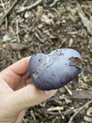 Phlegmacium velicopium
