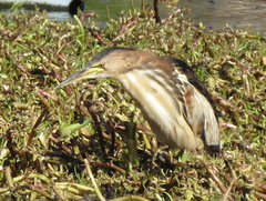 Ixobrychus minutus payesii