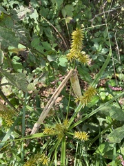 Cyperus strigosus