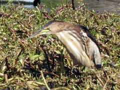 Ixobrychus minutus payesii