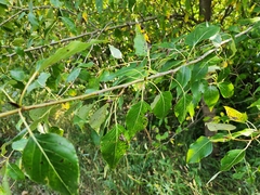 Populus balsamifera